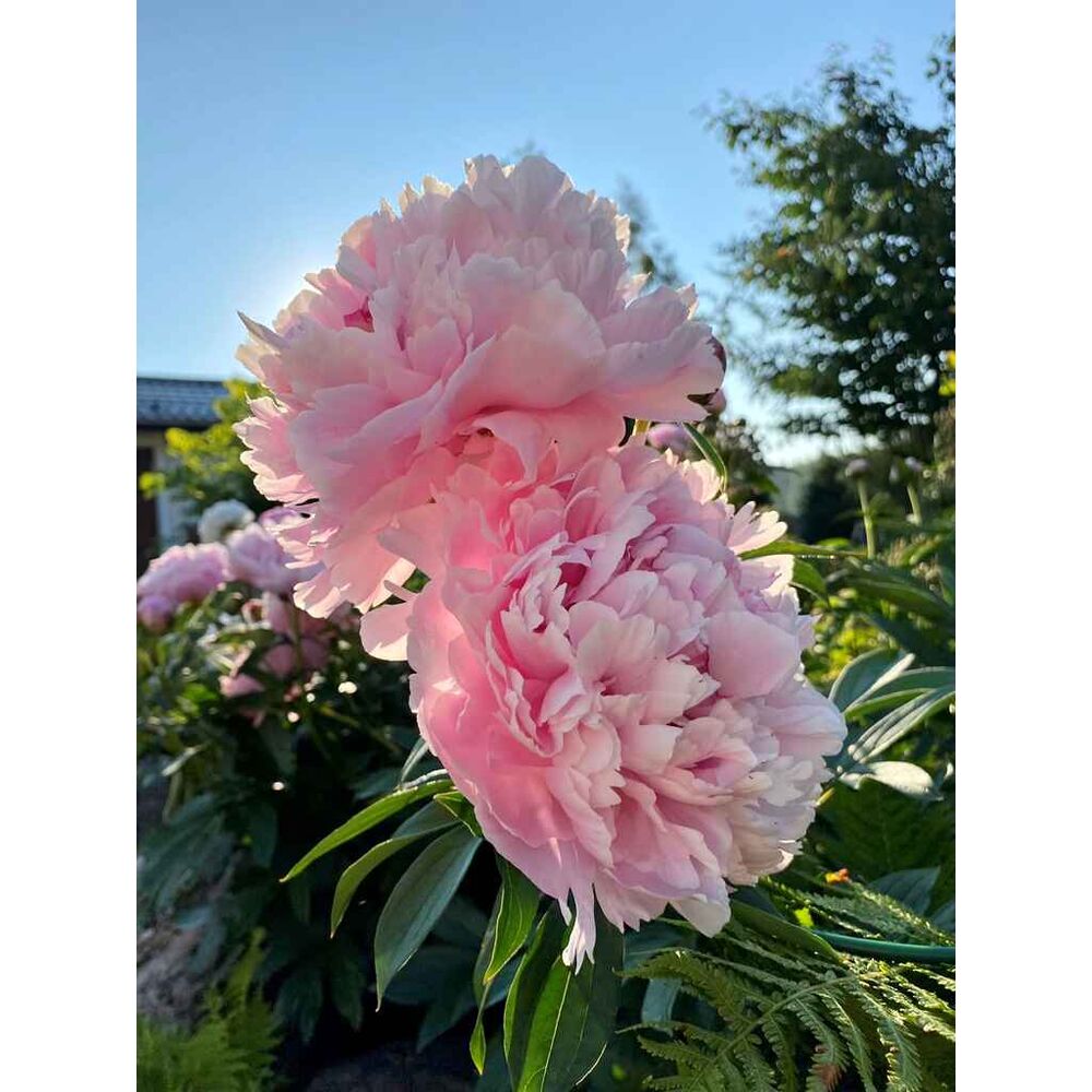 kiinanpioni Sarah Bernhardt