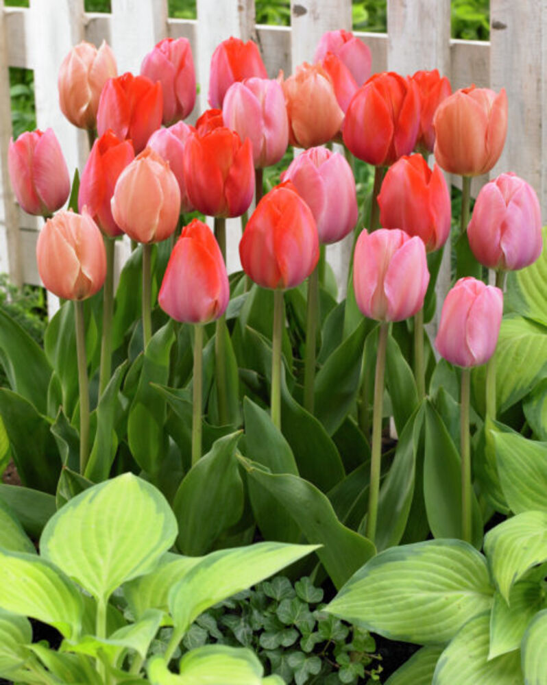 Tulppaanilajitelma Pink Promise, 50 sipulia/pussi