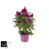 Kukonharja Purple 12 cm ruukussa