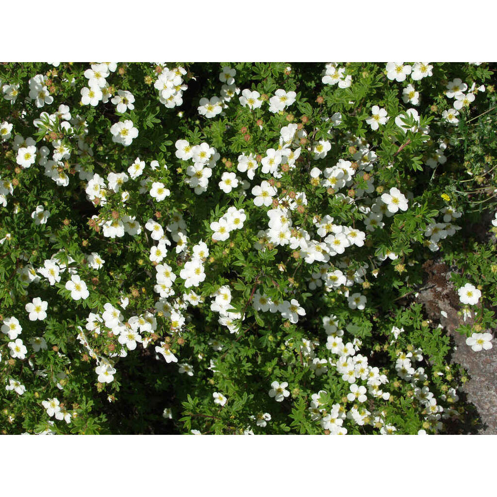 Pensashanhikki 'Abbotswood'
