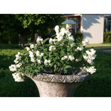 Jasmike Little White Love®, astiakoko 3L