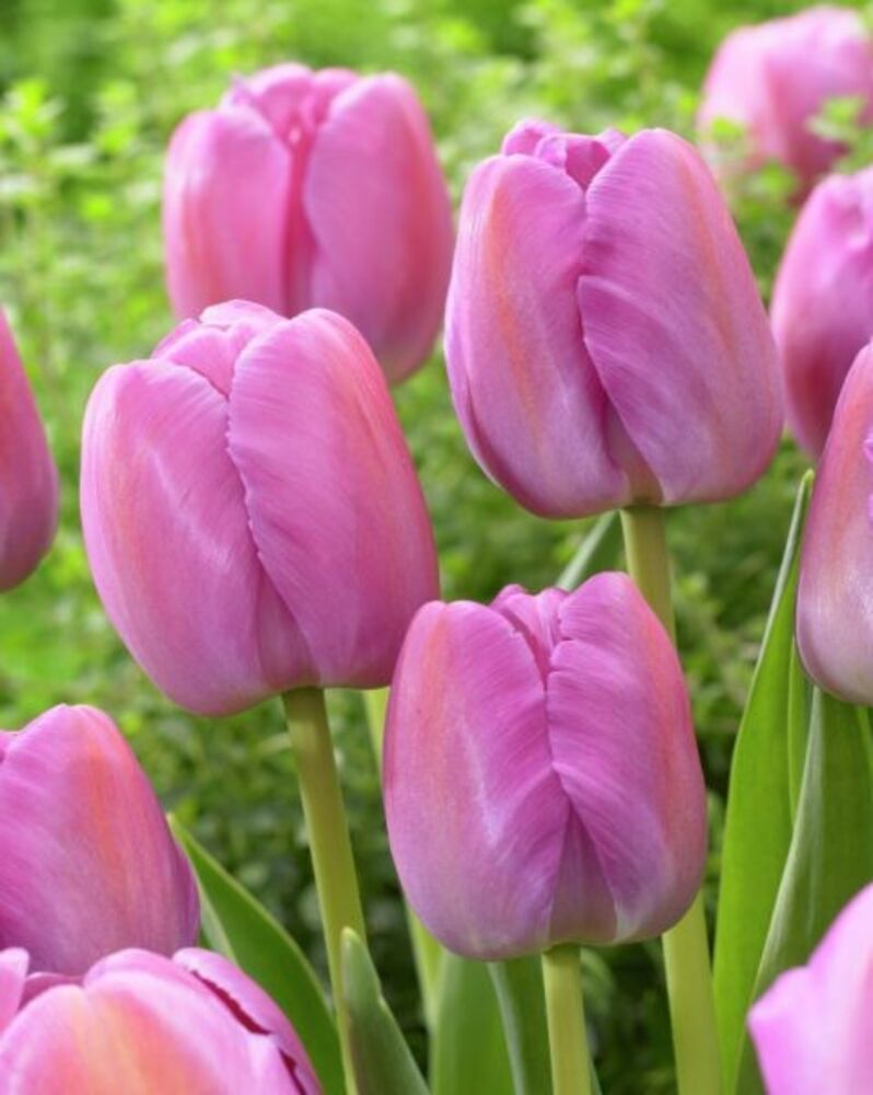 Tulppaani Purple Pride, 50 sipulia/pussi