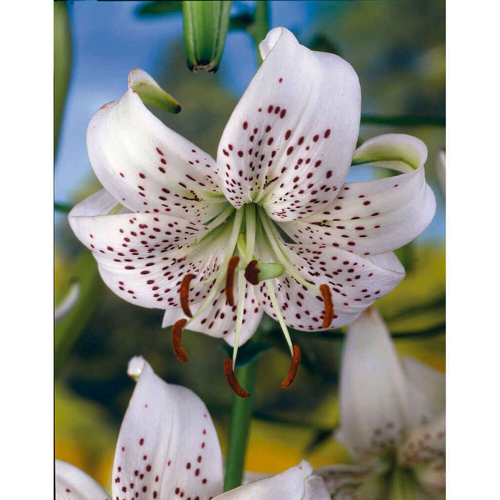 Lilja 'White Tiger'
