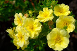 Pensashanhikki Lemon Meringue™, astiakoko 3L