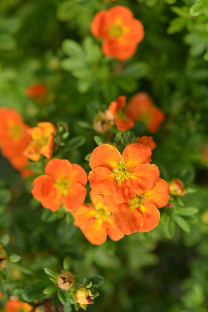 Pensashanhikki Mandarin Tango