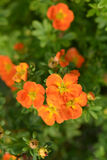 Pensashanhikki Mandarin Tango™, astiakoko 3L
