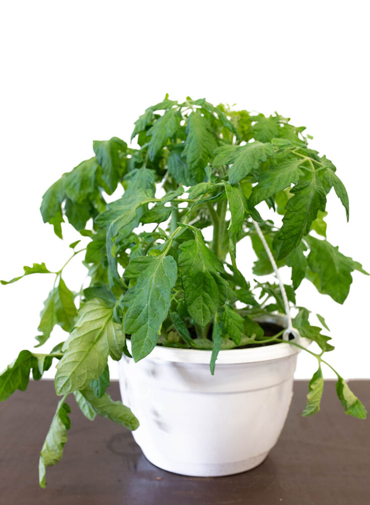 Tomaattiamppeli 23 cm