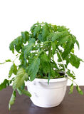 Tomaattiamppeli 23 cm