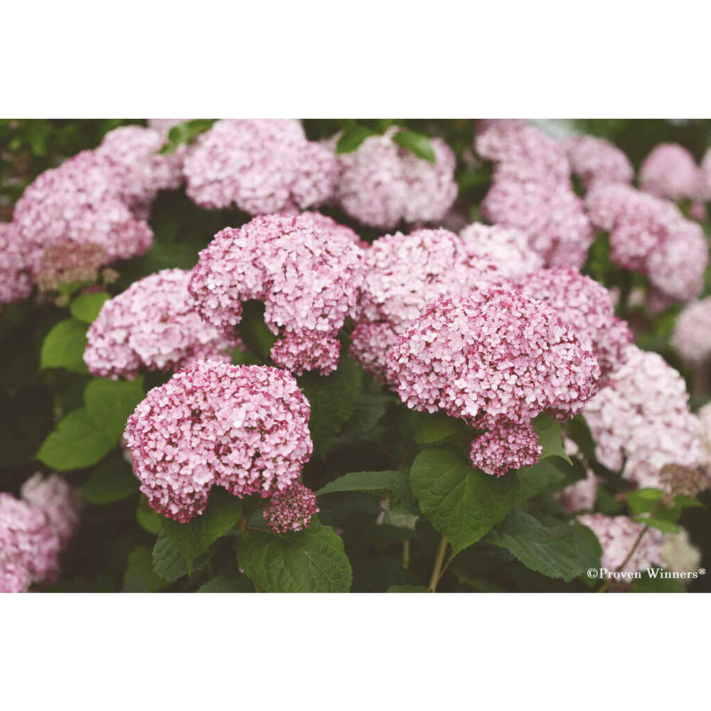 Pallohortensia Sweet Annabelle
