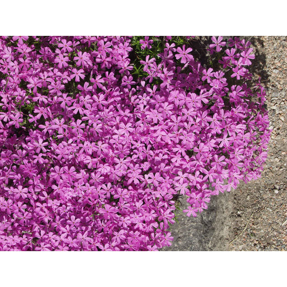 Sammalleimu 'Atropurpurea'