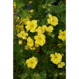 Pensashanhikki Double Punch® Gold, astiakoko 3 L