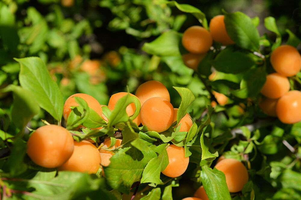 Keltakriikuna 'Wilma'