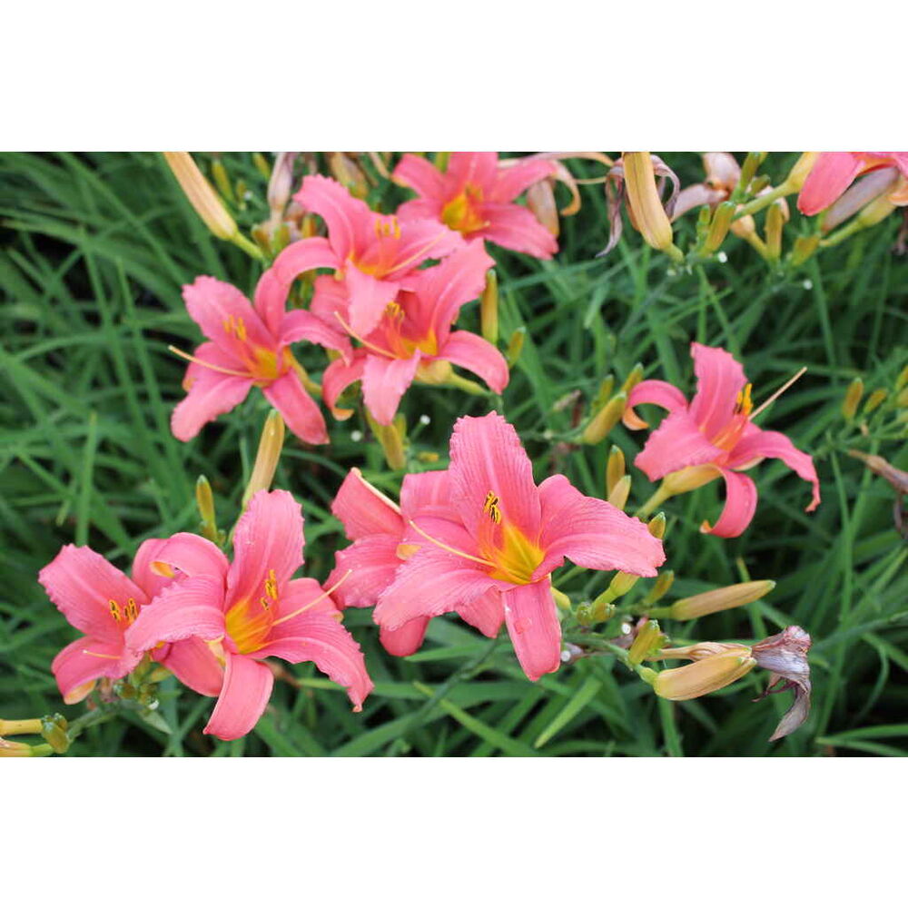 Tarhapäivänlilja 'Pink Damask'