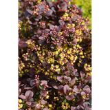 Purppurahappomarja Concorde, astiakoko 3L