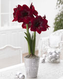 Amaryllis tummanpunainen 'Black Pearl'