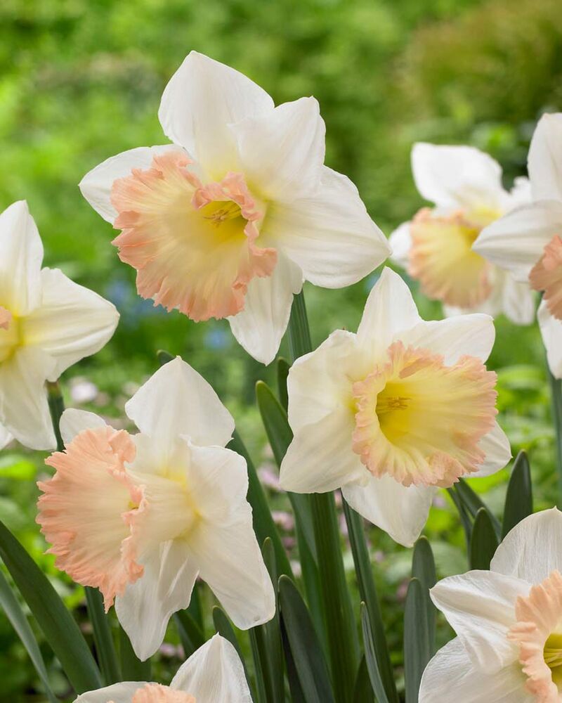 Narcis British Gamble