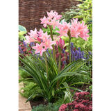 Amarkriinumi Howardii Pink 1 kpl/pussi