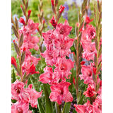 Gladiolus Strawberry Swirl 10 kpl/pussi