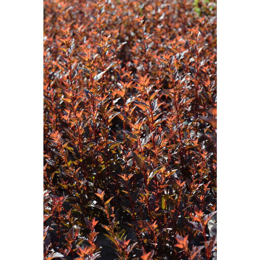 Purppuraheisiangervo Magical® Sweet Cherry Tea