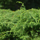 Pilarikataja Suecica, myyntikorkeus 50-60 cm