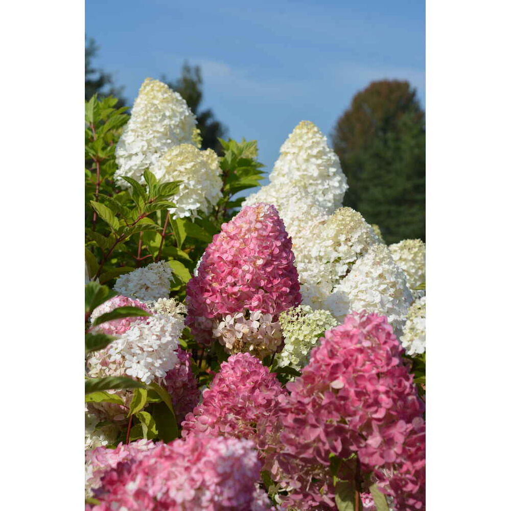 Syyshortensia Living Pink&Rose®, kuva: © Living Creations