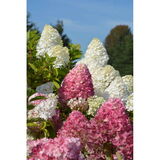 Syyshortensia Living Pink & Rose®, astiakoko 5L