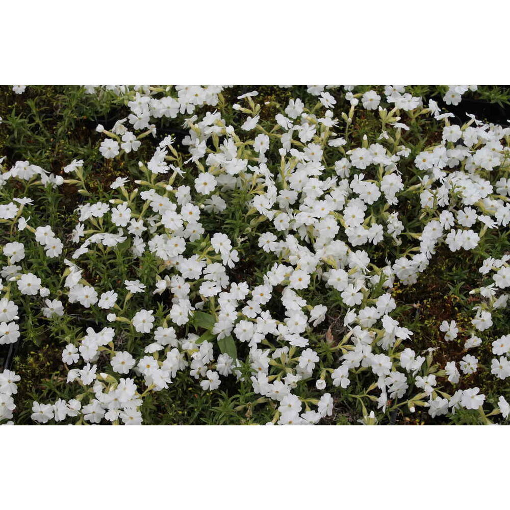 Sammalleimu 'White Delight'