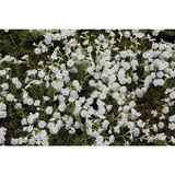 Sammalleimu White Delight