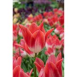 Tulppaani Strawberry Romanoff, 50 sipulia/pussi