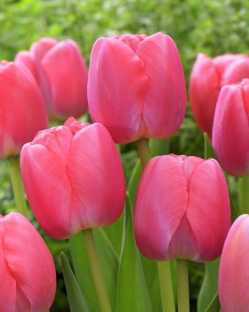 Tulip Pink Pride