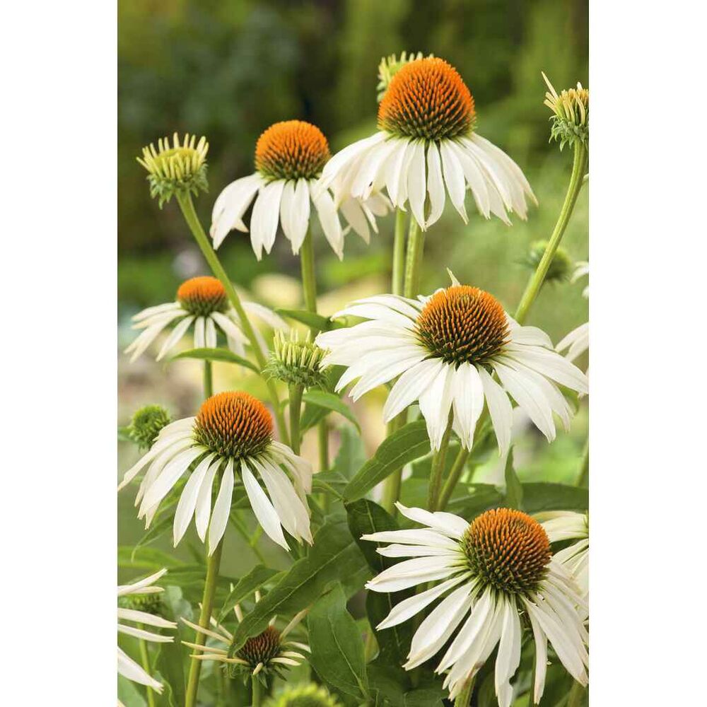 Kaunopunahattu 'Happy Star'