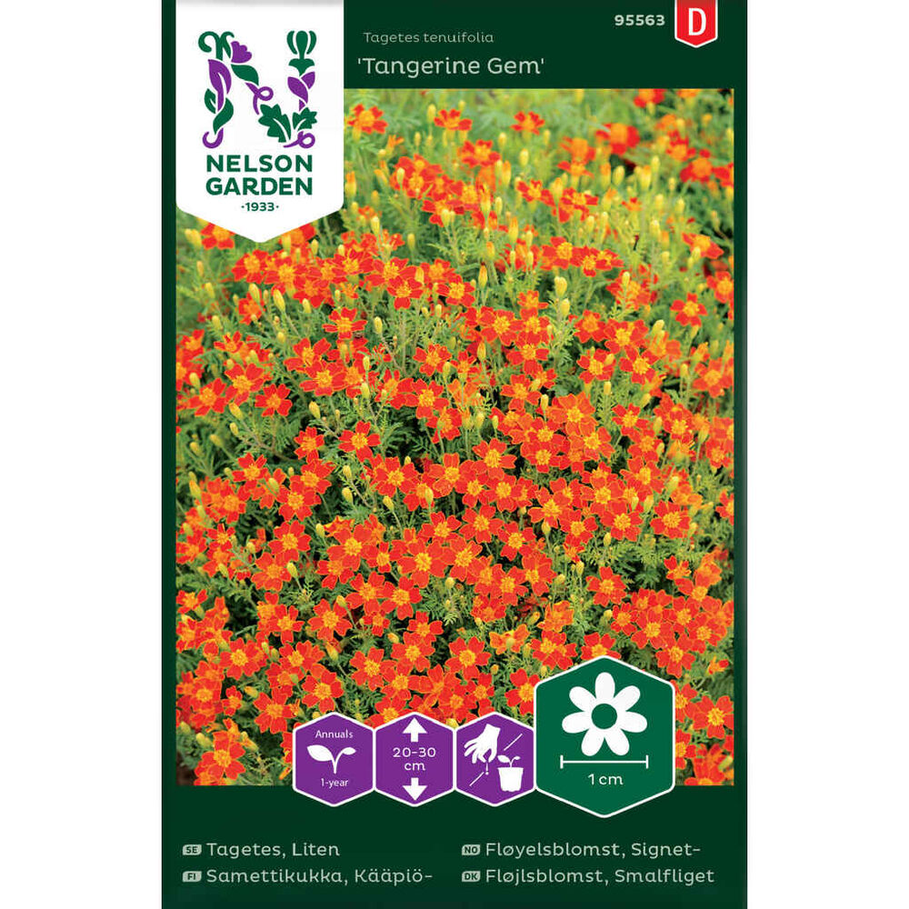 Kääpiösamettikukka Tangerine Gem