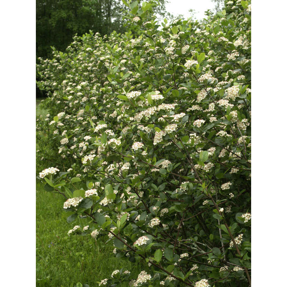 Marja-aronia 'Viking'