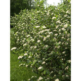 Marja-aronia Viking, astiakoko 3L