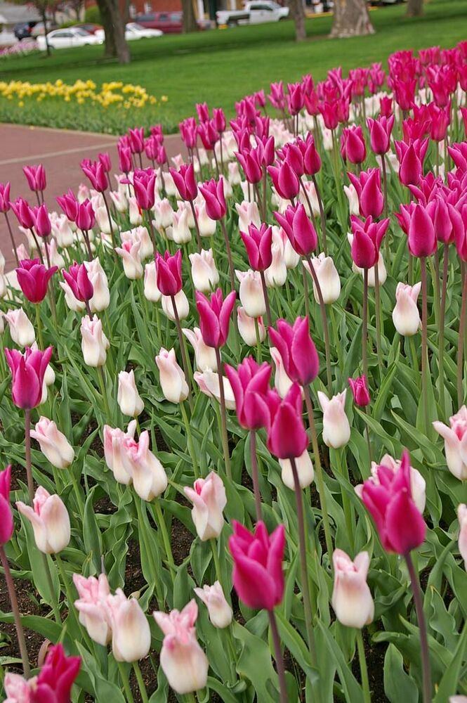Tulip Chic Lady, 50 kpl/pussi