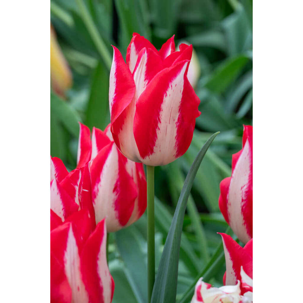Tulppaani Love Online