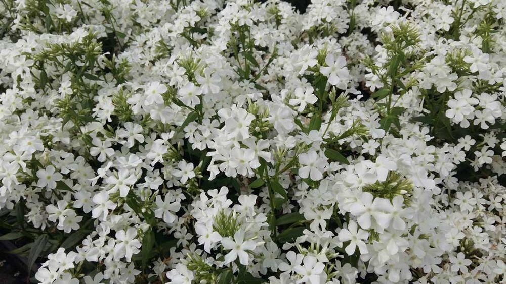 Syysleimu 'Early White'