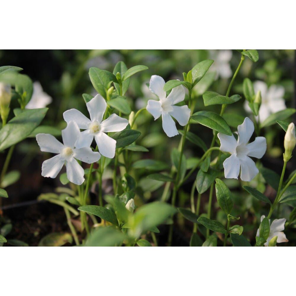 Pikkutalvio Gertrude Jekyll