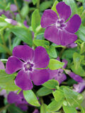Pikkutalvio Atropurpurea