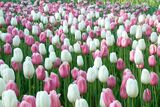 Tulppaanilajitelma Marshmellow Fields, 50 sipulia/pussi