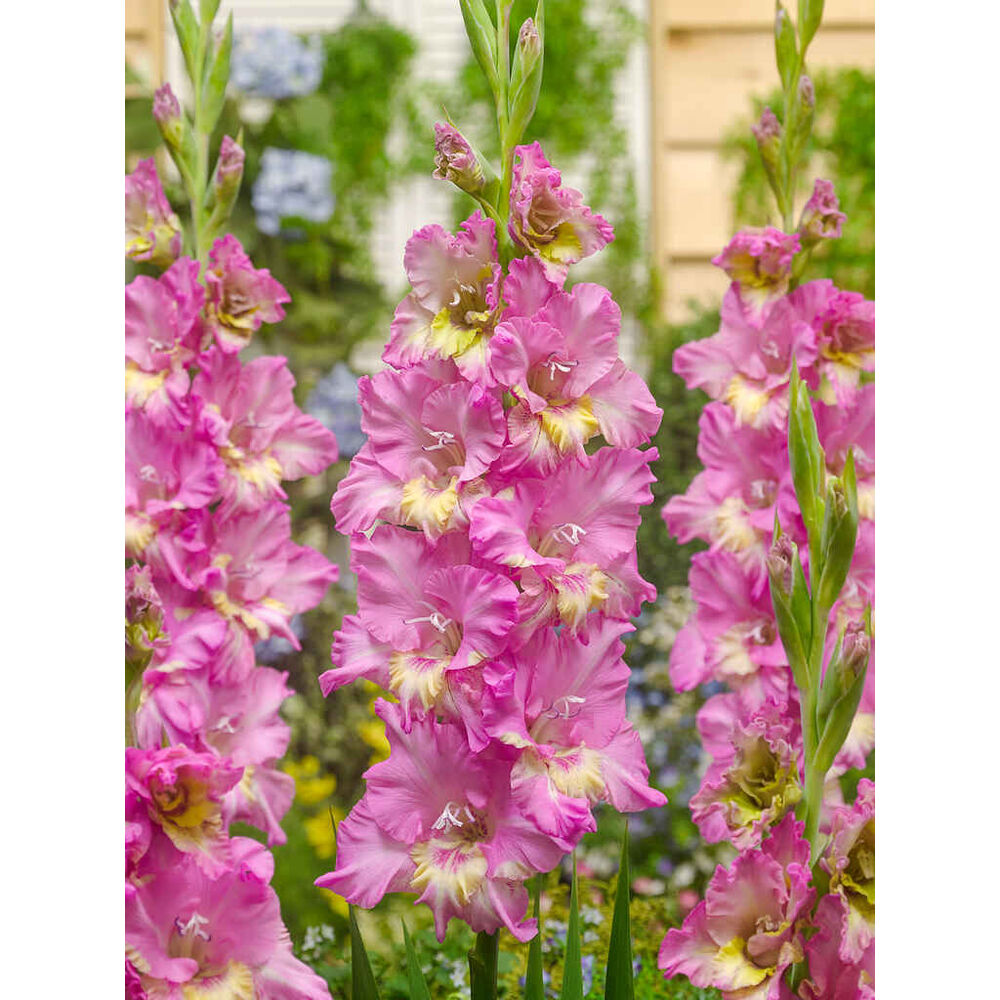 gladiolus 'Happy Disco'