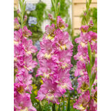 Gladiolus Happy Disco 10 kpl/pussi