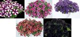 Erikoispetunia-amppeli 23 cm
