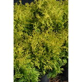 Pallotuija Golden Globe, myyntileveys 30-40 cm