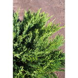 Rohtokataja Tamariscifolia, myyntileveys 30-40 cm