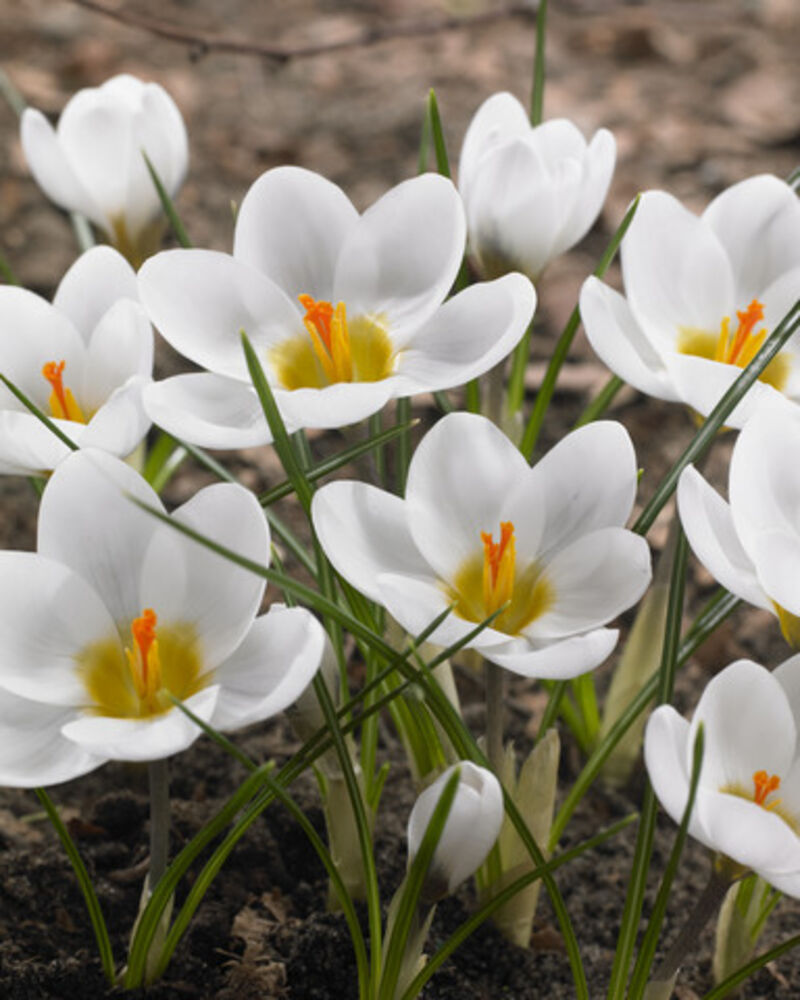 Krookus White (Ard Schenk)