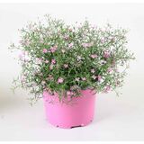 Harsokukka pinkki ja valkoinen 12 cm ruukussa