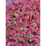 Kaukasianmaksaruoho Summer Glory