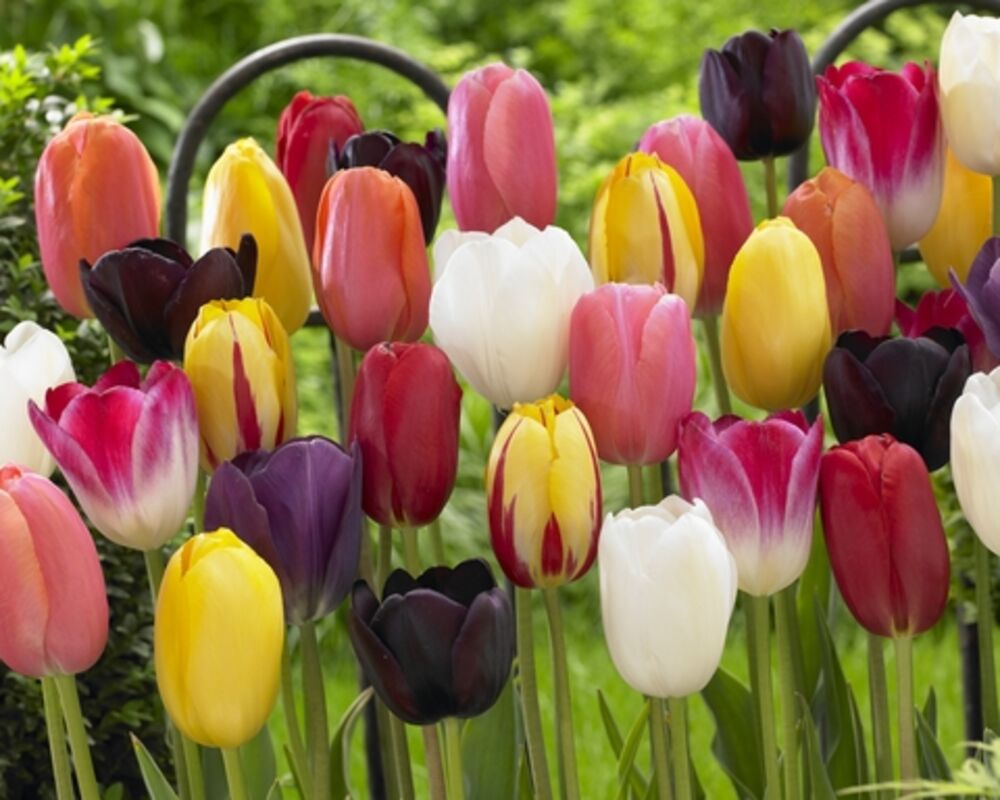 Tulppaani Single Late Mixed