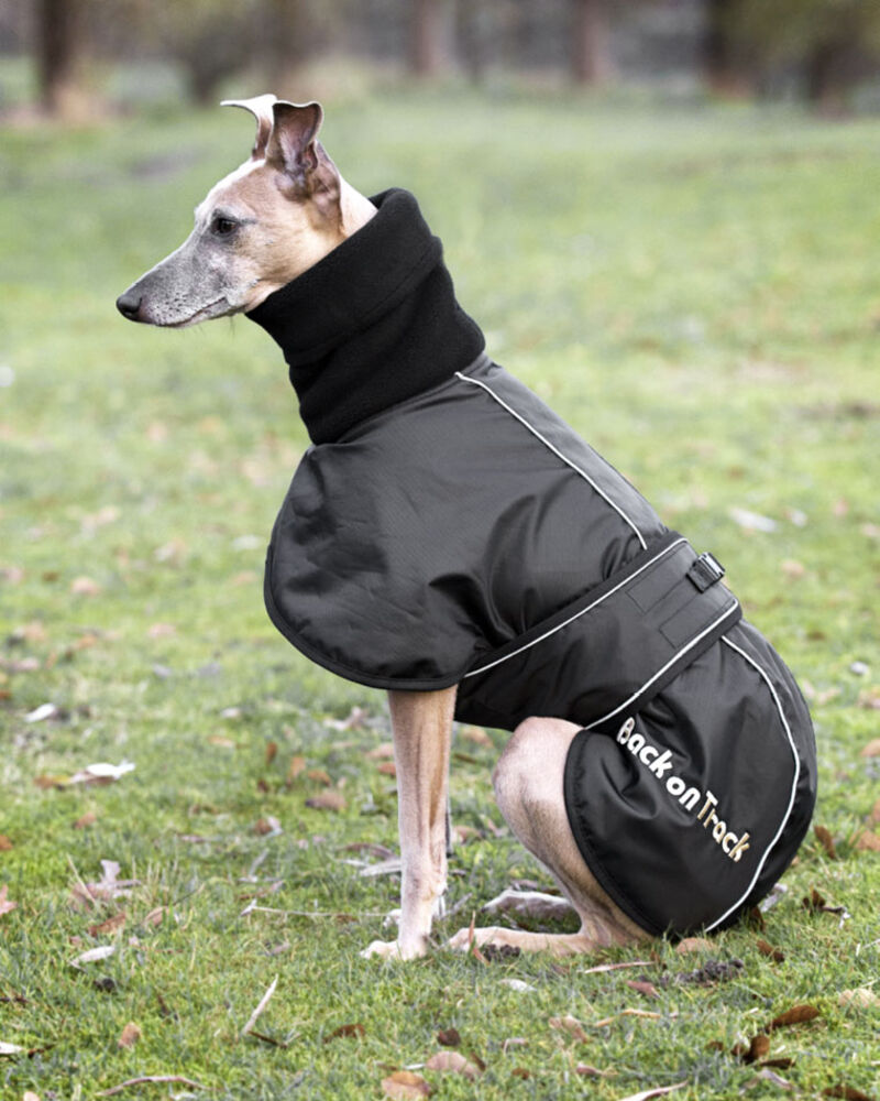 Whippet-takki Back on Track